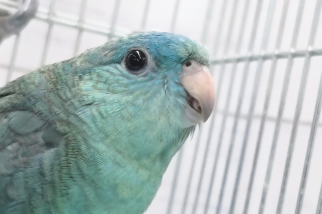 サザナミインコ