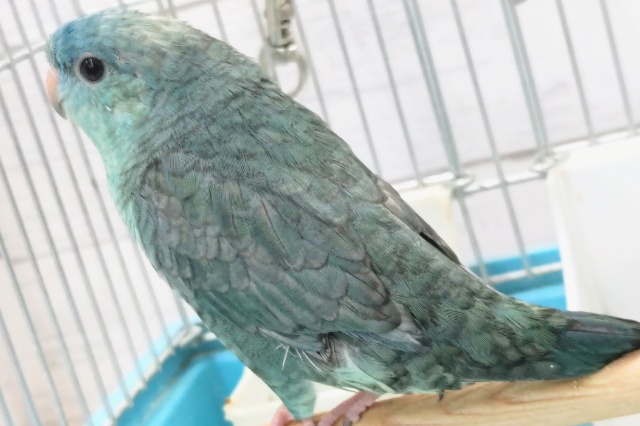 サザナミインコ