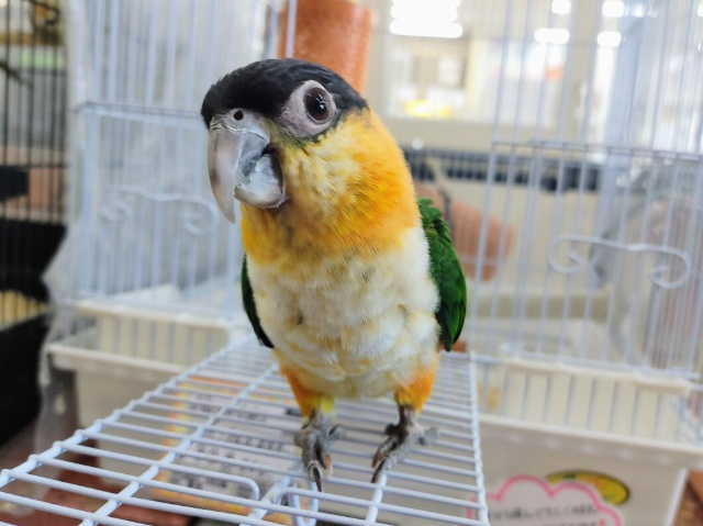 ズグロシロハラインコ