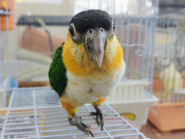 ズグロシロハラインコ