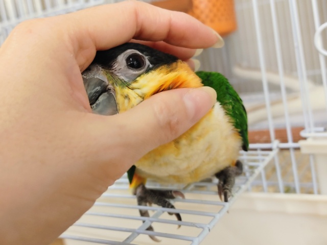 ズグロシロハラインコ