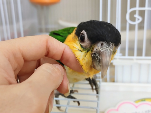ズグロシロハラインコ