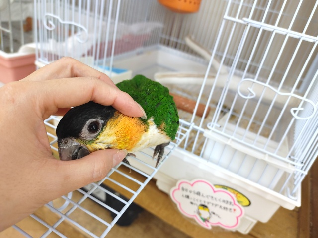 ズグロシロハラインコ