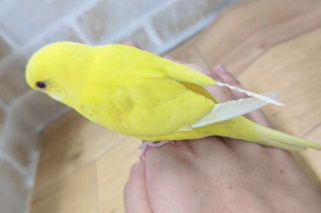 セキセイインコ