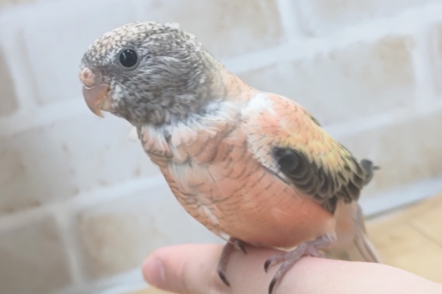 アキクサインコ（秋草インコ）