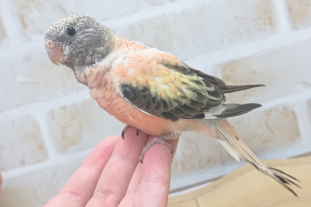 アキクサインコ（秋草インコ）