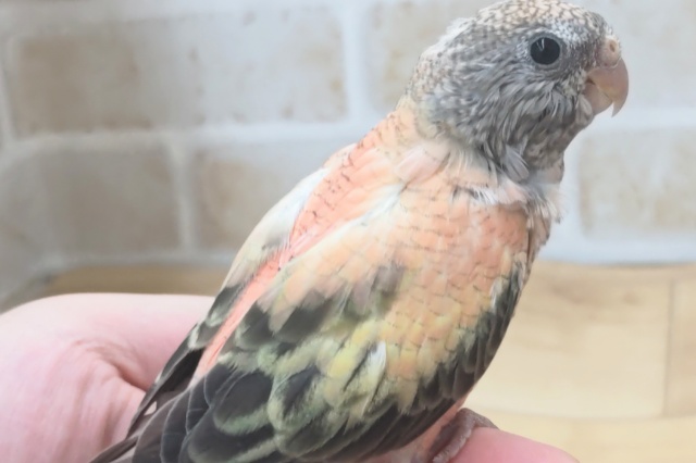 アキクサインコ（秋草インコ）