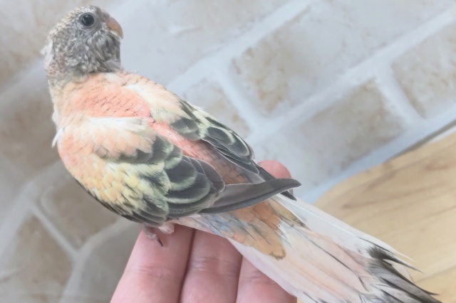 アキクサインコ（秋草インコ）