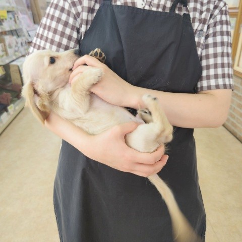 ミニチュアダックス