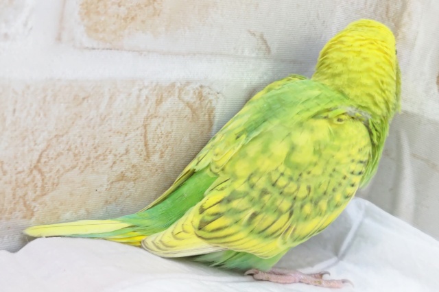 最新画像あり! 縞模様が特徴的~💚 セキセイインコ(スパングル) セキセイインコ