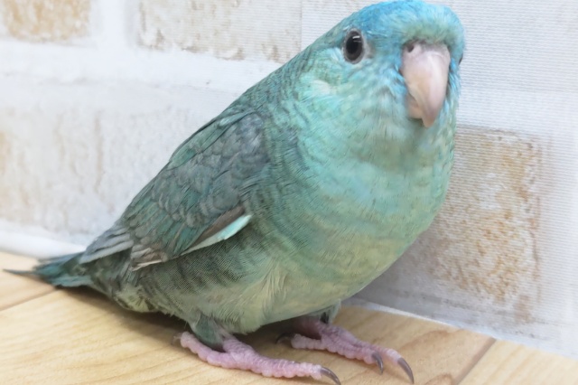 サザナミインコ