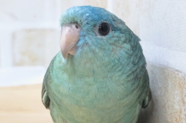 サザナミインコ