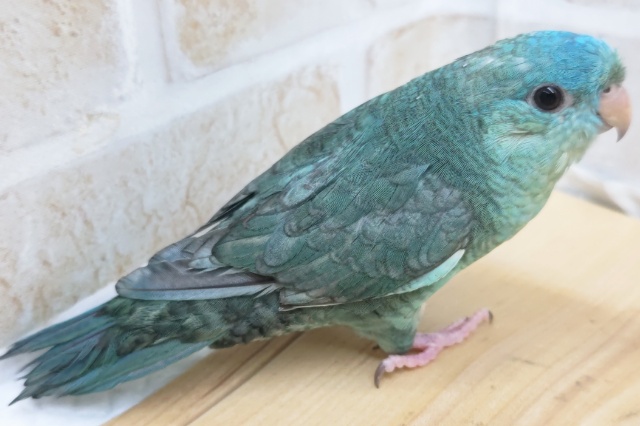 サザナミインコ