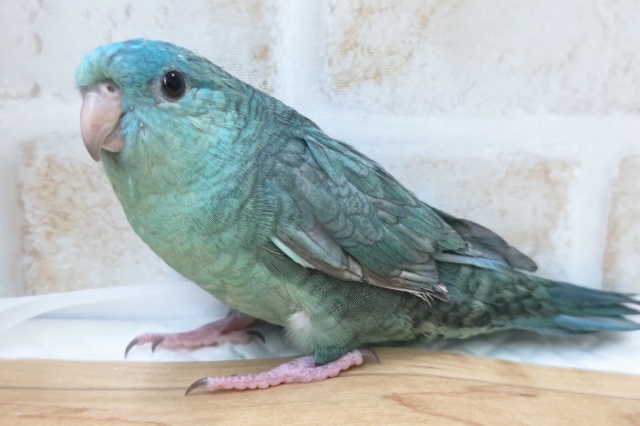 サザナミインコ