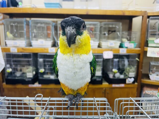 ズグロシロハラインコ