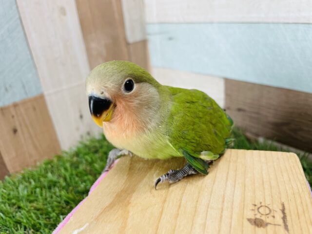 コザクラインコ（小桜インコ）