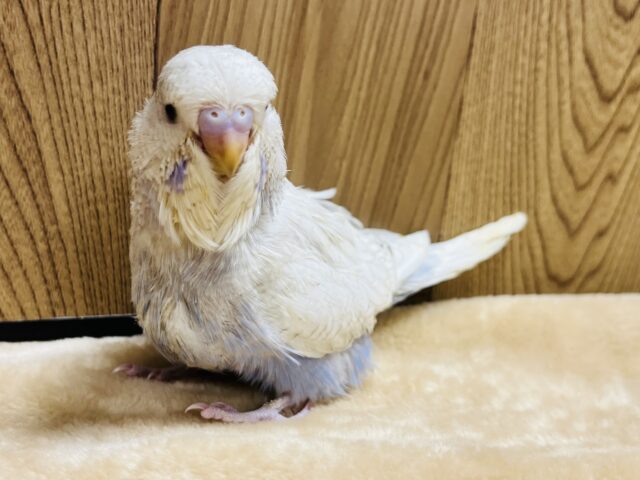 ジャンボセキセイインコ