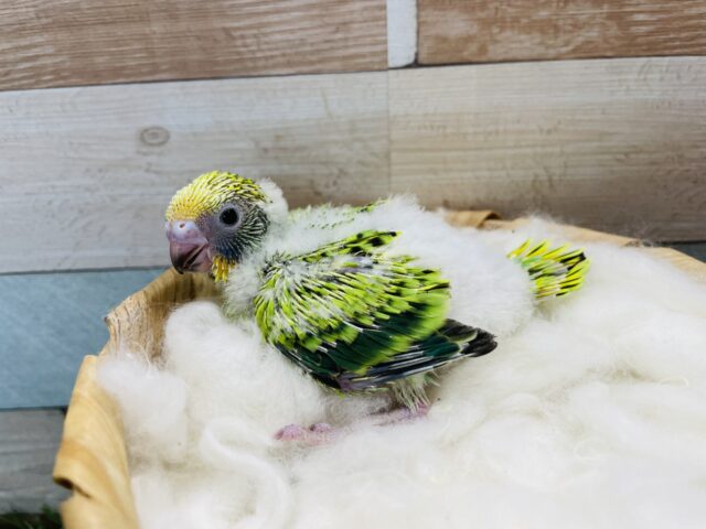 セキセイインコ