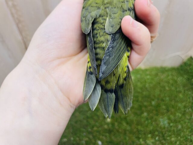 サザナミインコ