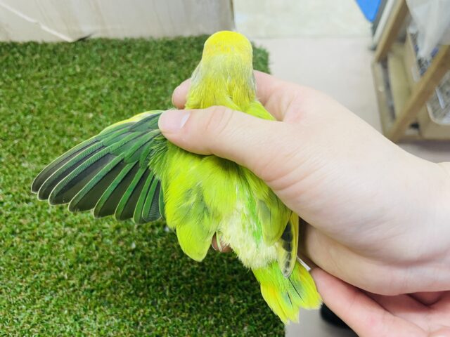 コザクラインコ（小桜インコ）