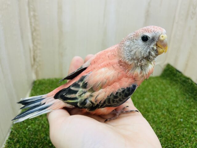 アキクサインコ（秋草インコ）