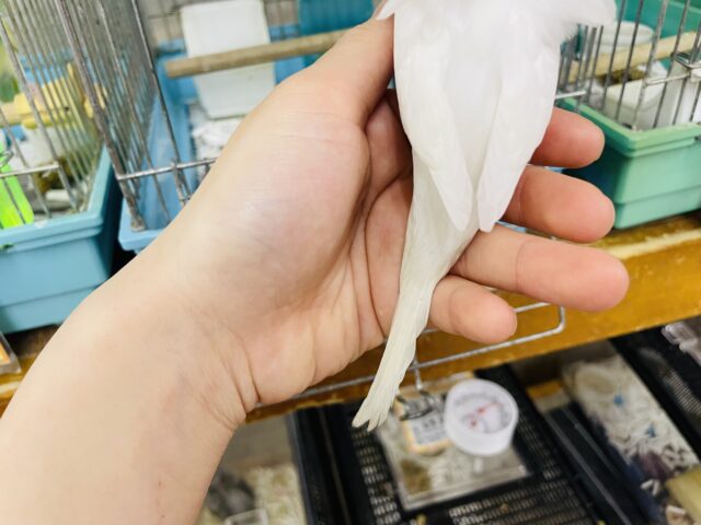 羽衣セキセイインコ