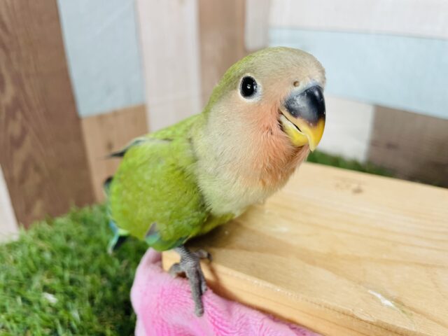 コザクラインコ（小桜インコ）