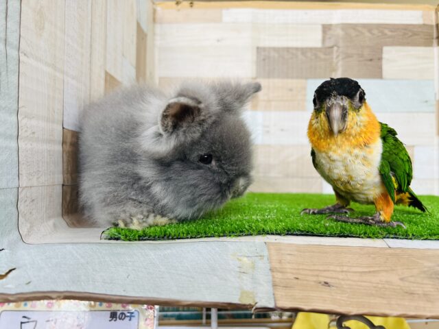 アンゴララビット