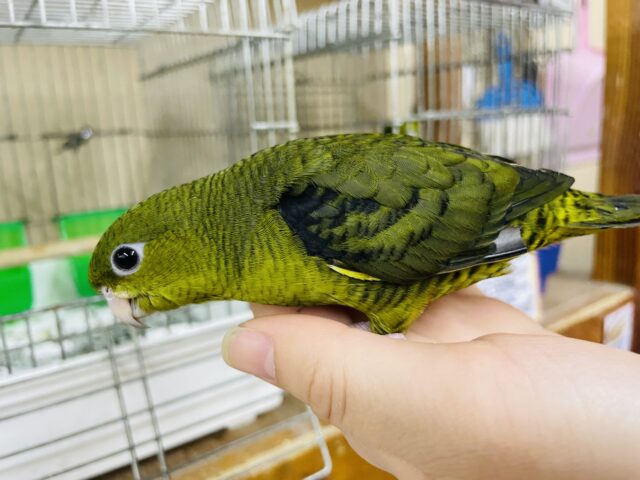 サザナミインコ