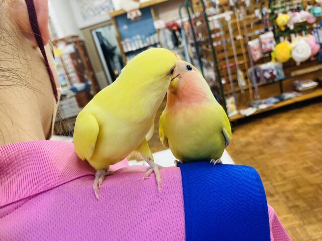 コザクラインコ（小桜インコ）