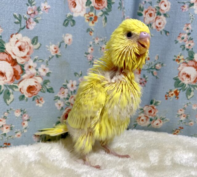 ジャンボセキセイインコ