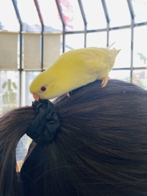 サザナミインコ