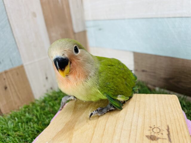 コザクラインコ（小桜インコ）
