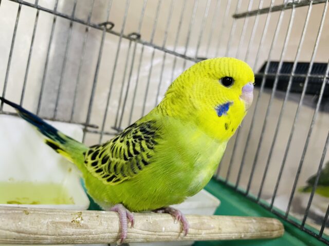 ジャンボセキセイインコ