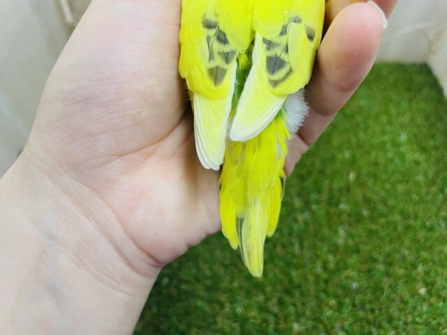 セキセイインコ
