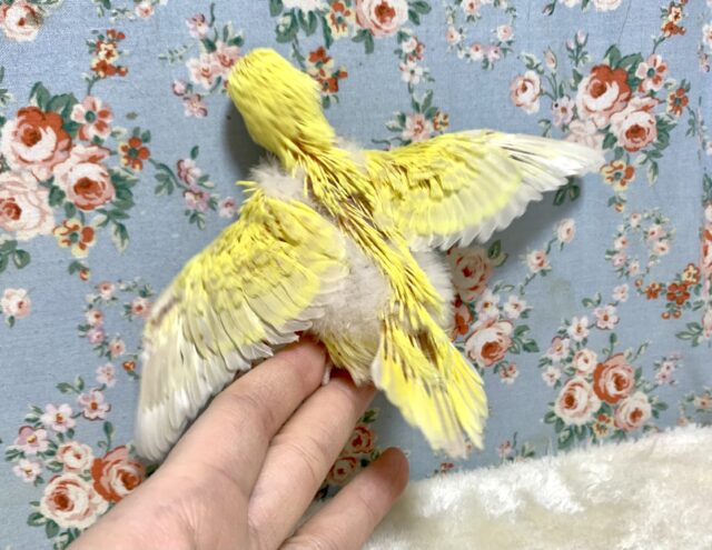 ジャンボセキセイインコ