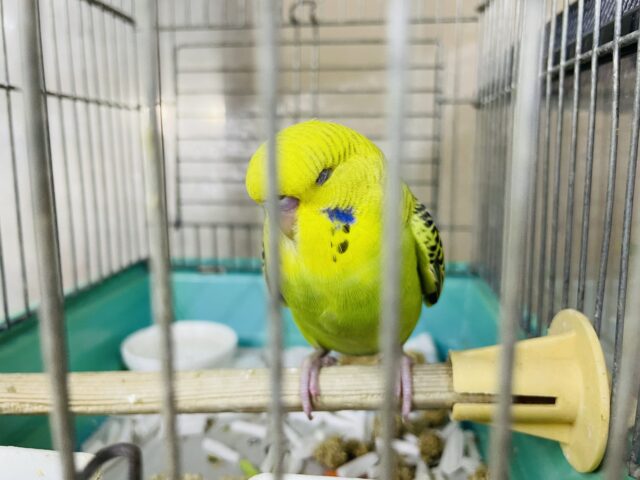 ジャンボセキセイインコ