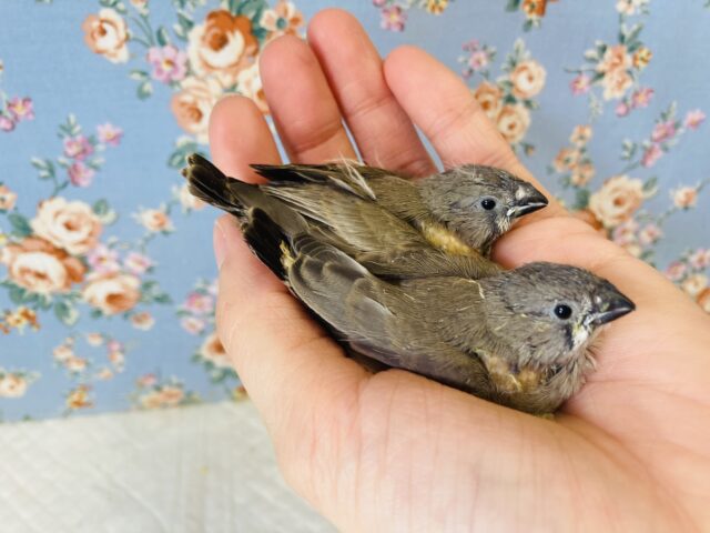 錦花鳥（キンカチョウ）