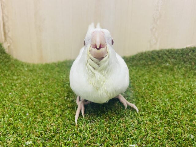 オカメインコ