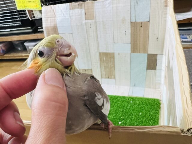 画像更新☆ぷりん♪と丸っこいシナモンオカメインコ〜 オカメインコ