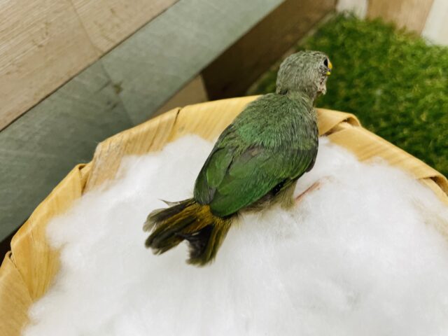 ヒノマルチョウ（日の丸鳥）