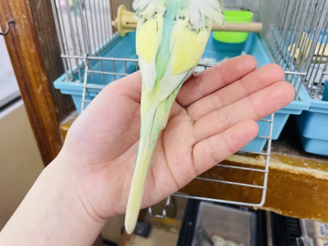 羽衣セキセイインコ