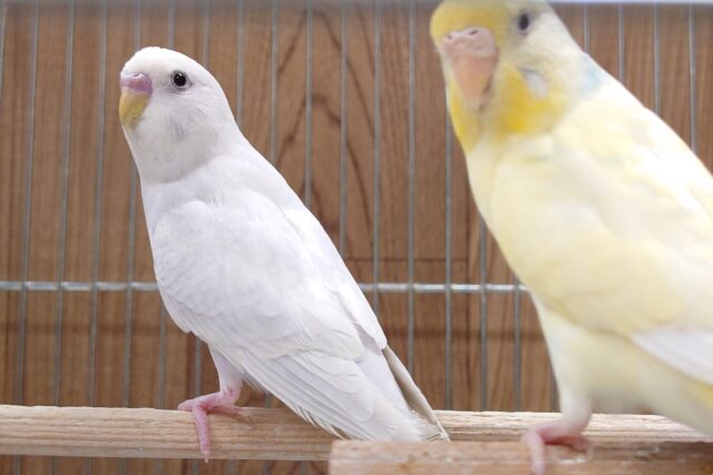 セキセイインコ