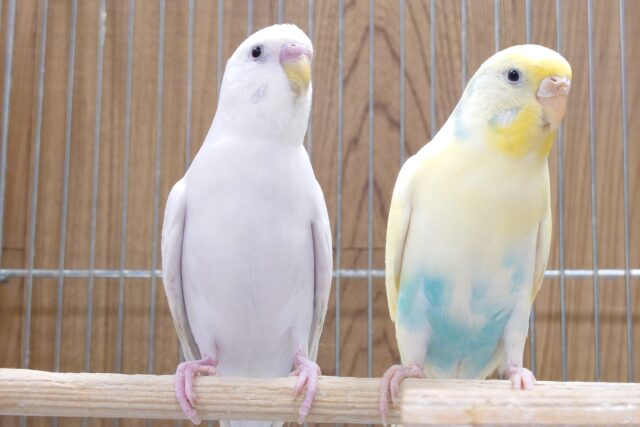 セキセイインコ