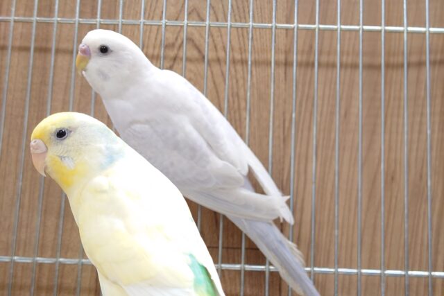 セキセイインコ