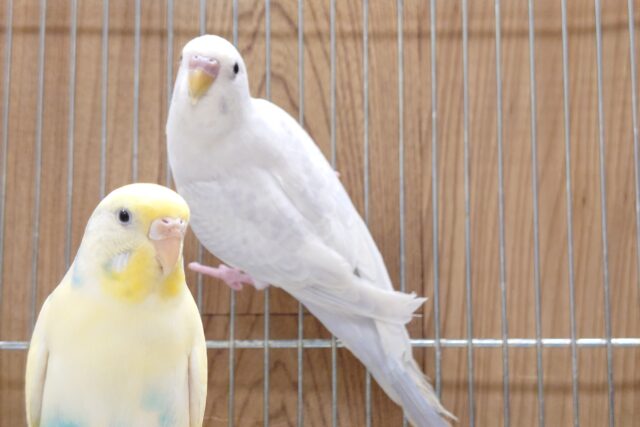 セキセイインコ