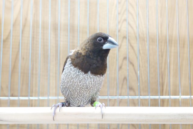 十姉妹（ジュウシマツ）