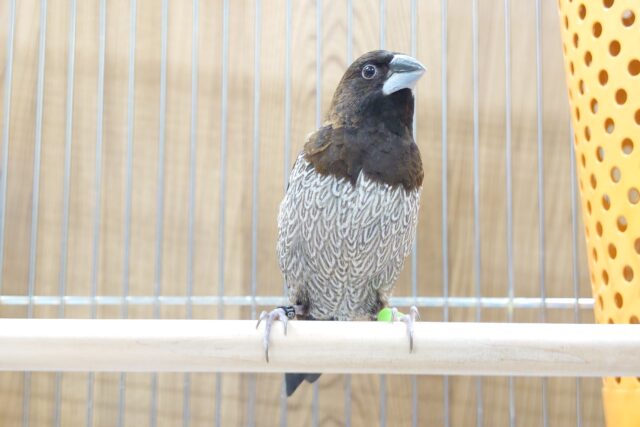 十姉妹（ジュウシマツ）