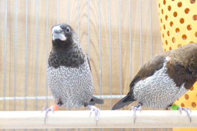 十姉妹（ジュウシマツ）