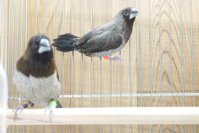 十姉妹（ジュウシマツ）